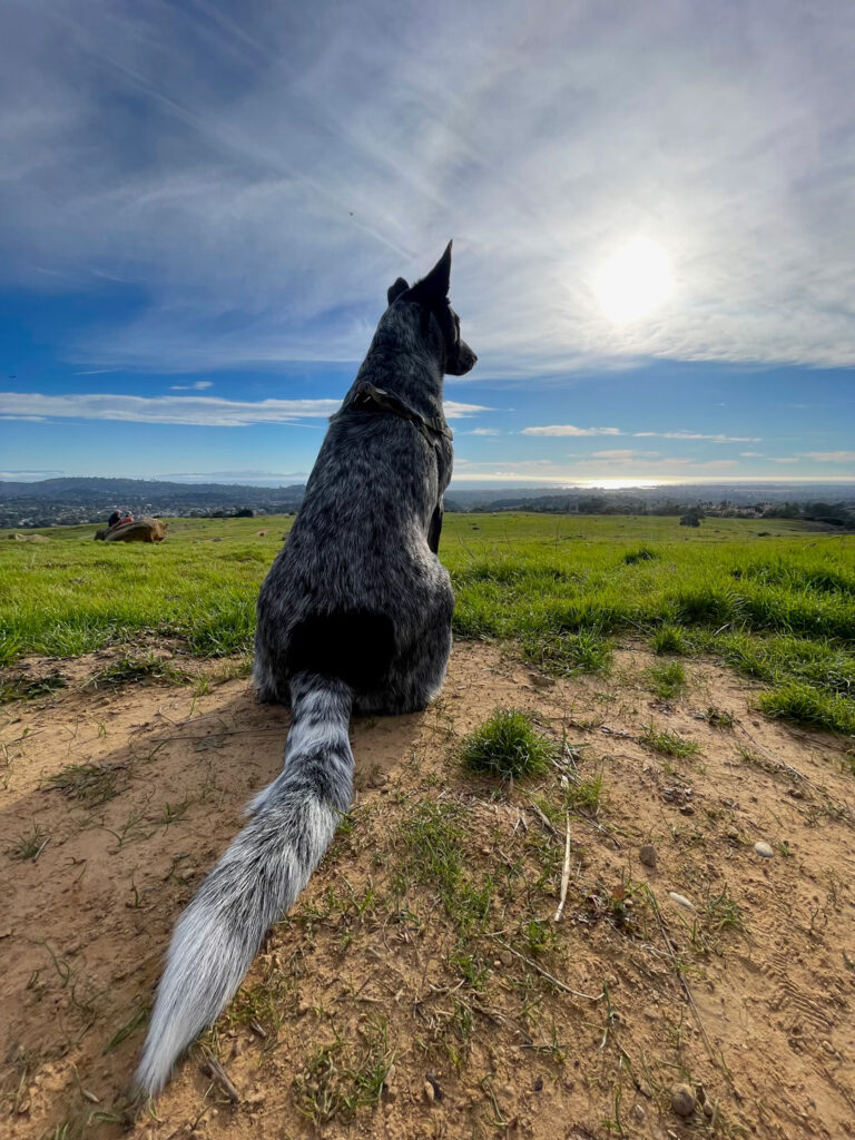 Peter Mercurio Photography