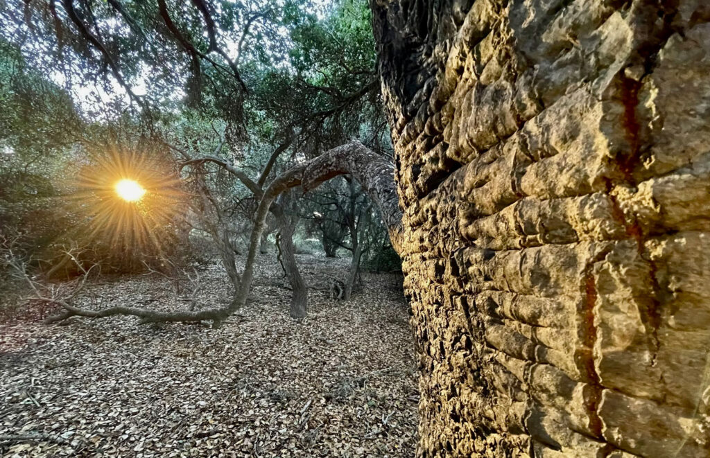 Peter Mercurio Photography