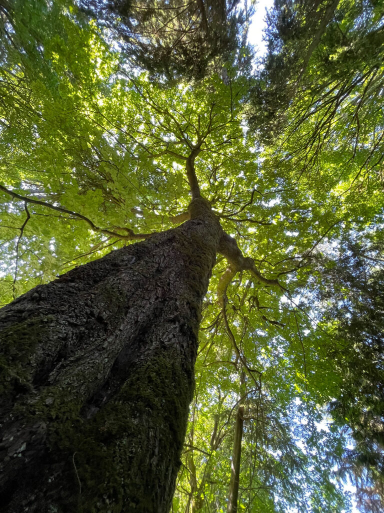 Peter Mercurio Photography