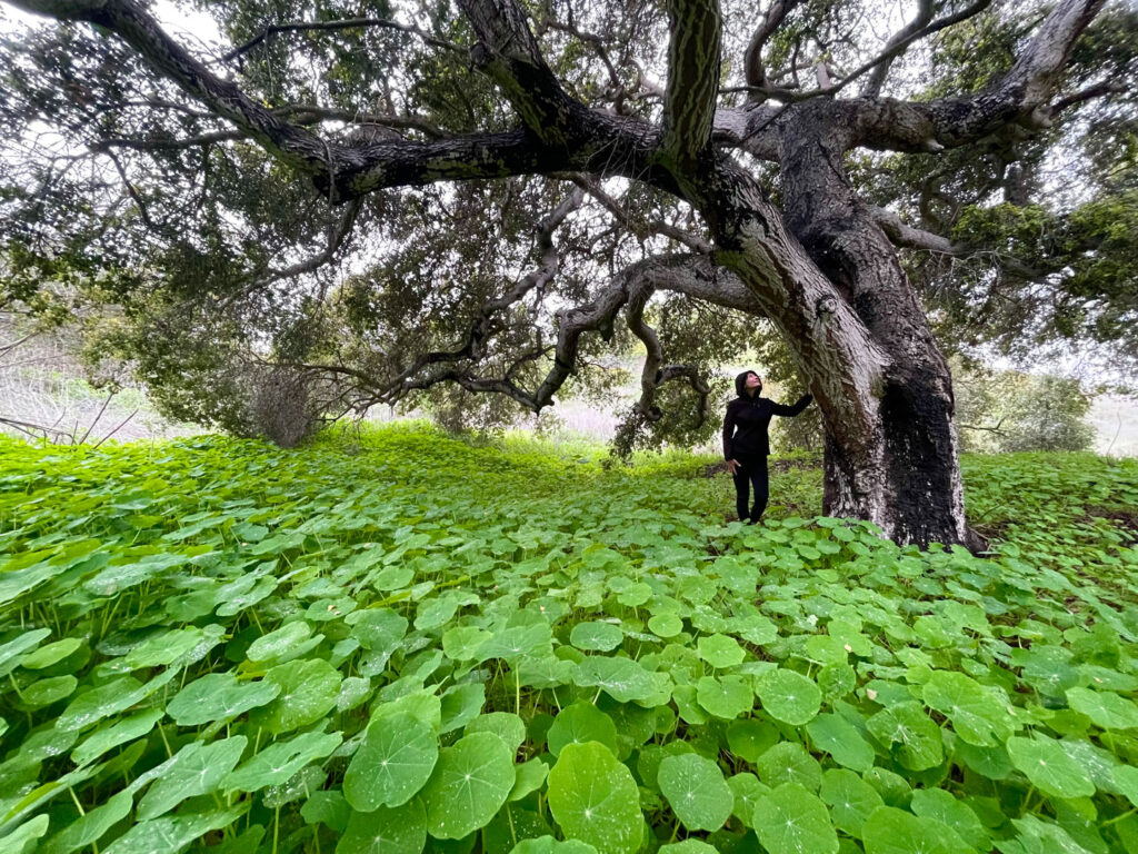 Peter Mercurio Photography