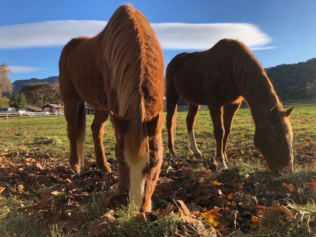 Peter Mercurio Photography